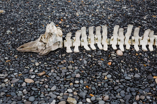 whale skeleton on beach