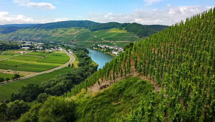Die Mosel bei Ürzig, Rheinland-Pfalz, Deutschland 
