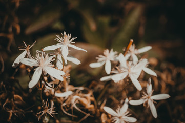 white flowers in the park