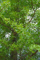 Ginkgo biloba or ginkgo tree green foliage