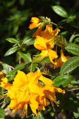 Rhododendron azalea knaphill klondyke yellow flowers