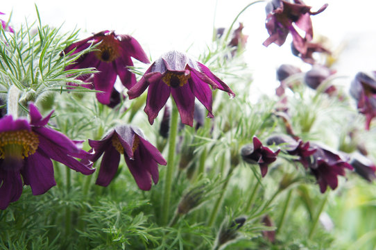 Pulsatilla ludoviciana or anemone patens or pasqueflower purple flowers with green