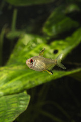 Fototapeta premium Tetra citric acid in the aquarium.