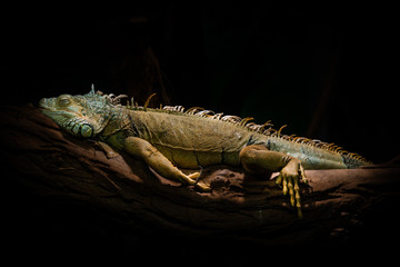 green iguana - Iguana iguana