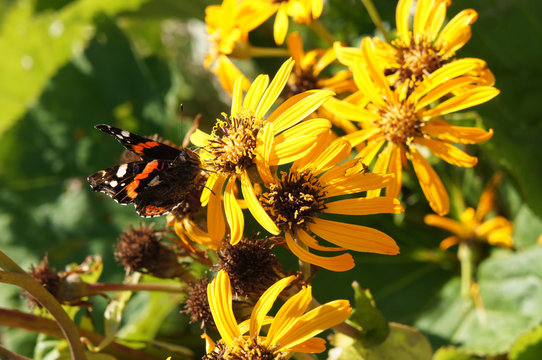 Ligularia dentata othello yellow flowers