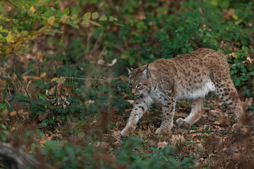 Lynx in the forest