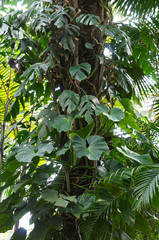 Monstera deliciosa or split leaf philodendron green liana on tree