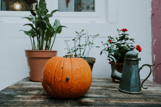 tiny snail on a pumpkin
