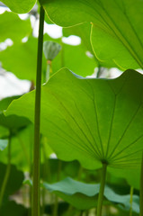 Nelumbo nucifera or indian lotus green foliage vertical