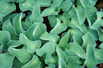 Hosta blue mouse ears green foliage plant background