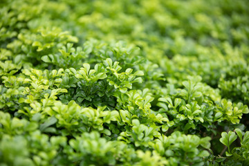 Close up Green leaves of bush