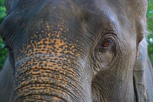 Close up portrait of an elephant's face, focusing on the eye.