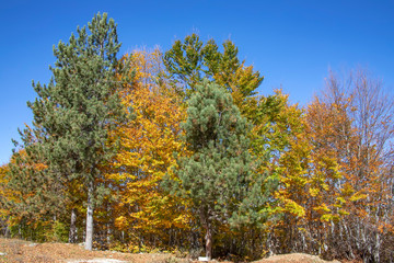 Trees with golden, yellow and brown autumn leaves. In the foreground