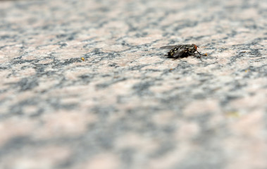 fly on stone plate