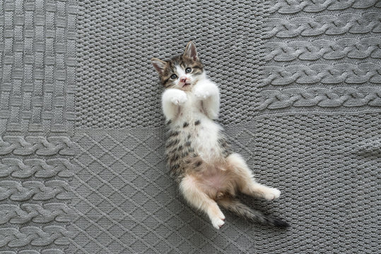 Kittens