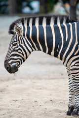 Zebra, Equus quagga