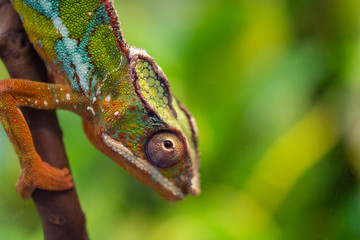 panther chameleon - Furcifer pardalis