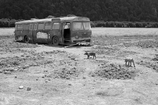 GL&Uuml;CKLICHE FERKEL IM LANDPARADIES MIT AUSRANGIERTEM BUS ALS UNTERSCHLUPF