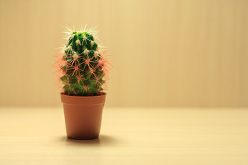 green cactus with white and red needles on beige background