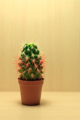 green cactus with white and red needles on beige background