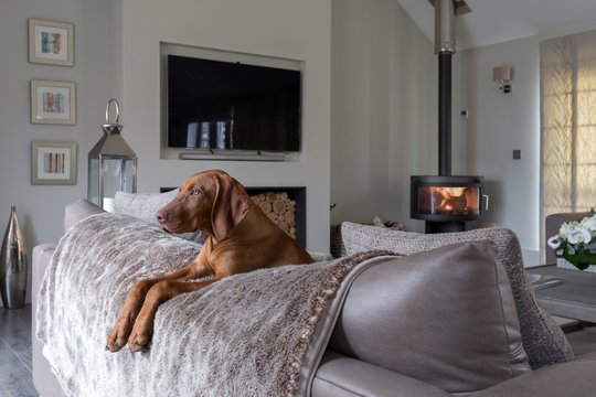 Lovely dog resting on the back of a sofa in a stylish home.