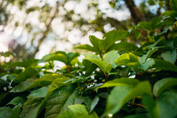 wall of wild grapes