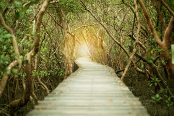 Landscape of mangroves forest with wooden walkway for surveying the ecology