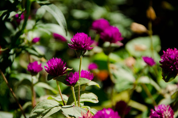 Obraz premium flowers in garden