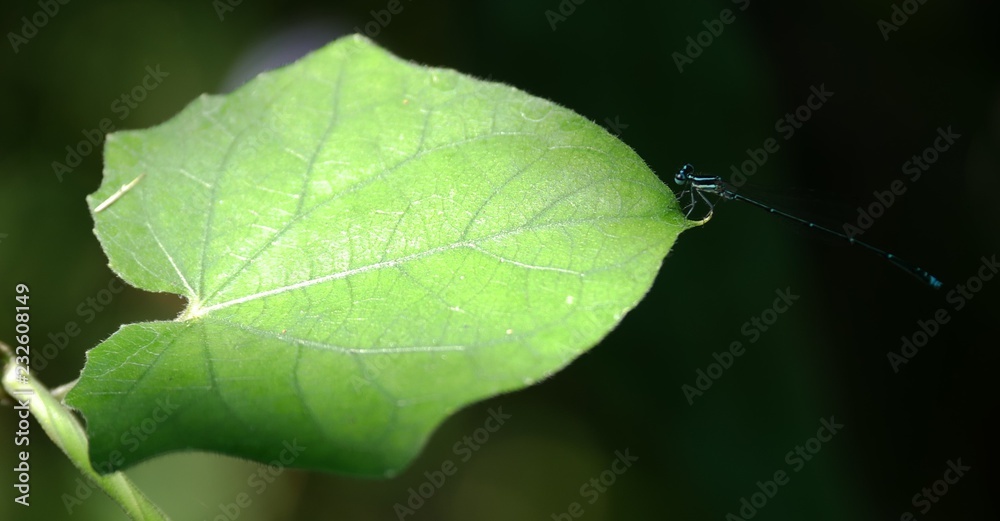 Poster Green mix black color dragonfly on the green leaf.