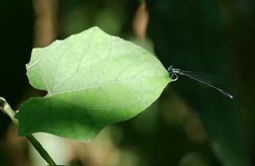 Green mix black color dragonfly on the green leaf.