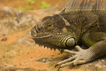 Close up of Big Green Iguana in Bannerghatta National Park, Bengaluru,Karnataka