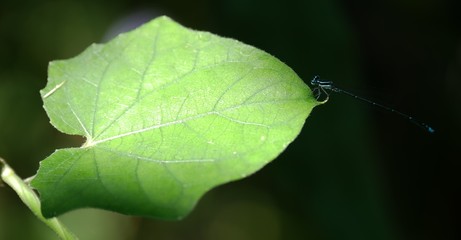 Green mix black color dragonfly on the green leaf.