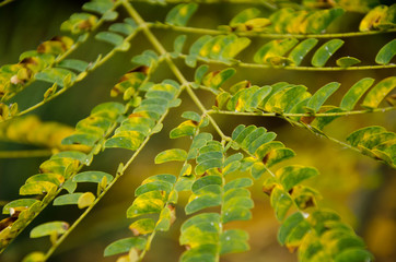 green leaves of tree