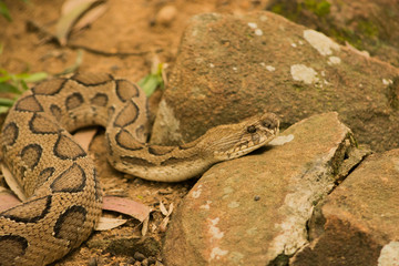 Timber rattlesnake resting on rock in Bannerghatta National Park Bangalore, India.