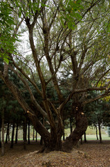 Fototapeta premium trees in the park