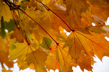 maple leaves
