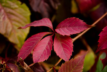 red autumn leaves