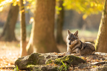 Grey Wolf in the forest