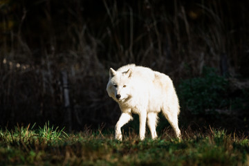 White Wolf in the forest