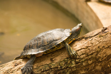 Painted turtle's yellow face-stripes, philtrum (nasal groove) Resting on Wood in Bannerghatta National Park,India.