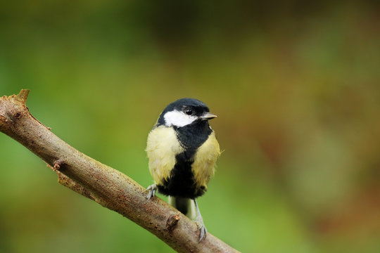 Perched young great tit bird