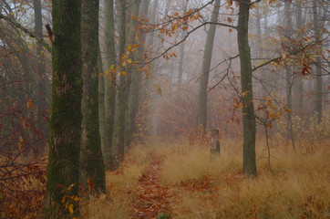 autumn forest with misty morning