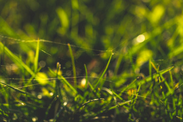 Green grass in the web on the field at sunset. Texture