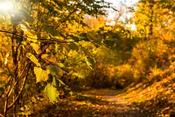 Herbst Laub im Gegenlicht