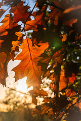 Herbst Laub im Gegenlicht