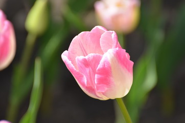 tulip in the garden