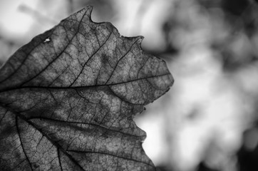 autumn leaf