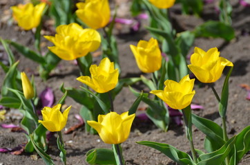 Obraz na płótnie Canvas yellow tulips in the garden