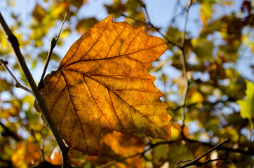 autumn leaves