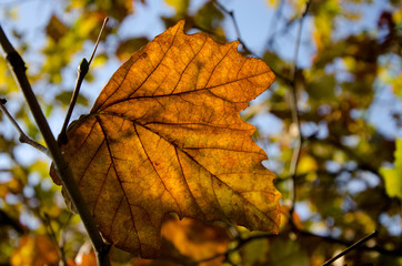 autumn leaves